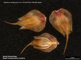   Fruits:   Baloskion tetraphyllum  ssp.  tetraphyllum ; Photo by South Australian Seed Conservation Centre, used with permission
